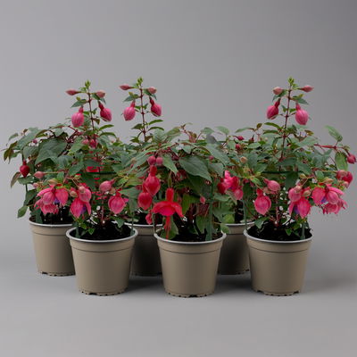 Fuchsien hängend, Farben zufällig, Topf-Ø 12 cm, 6er-Set Fuchsien hängend, Farben zufällig, Topf-Ø 12 cm, 6er-Set