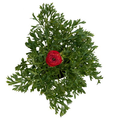 Ranunkel, rot, Topf-Ø 10,5 cm, 6 Pflanzen