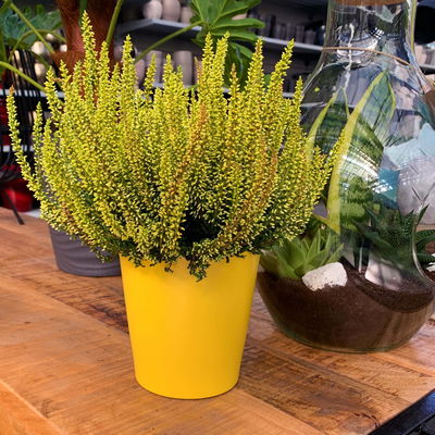 Knospenheide 'Picasso', gelb gefärbt, Topf-Ø 12 cm, 6 Pflanzen