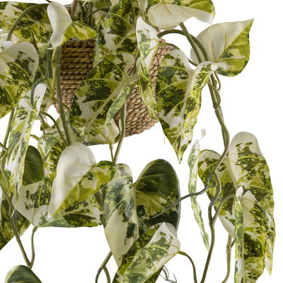 Kunstpflanze Syngonium podophyllum albo variegata, Höhe ca. 80 cm