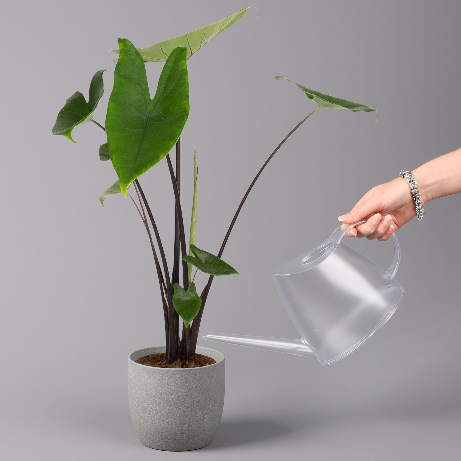 Alocasia zebrina 'Black Stem', Topf-Ø 14 cm, Höhe ca. 45 cm