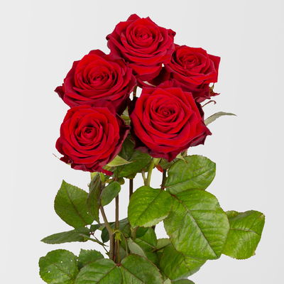 5 rote Rosen 'Red Naomi' 5 rote Rosen 'Red Naomi'