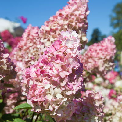 Gehölz-Set Gartenhortensien weiß/rosa, 3er-Set, Topf je 4,6 Liter Gehölz-Set Gartenhortensien weiß/rosa, 3er-Set, Topf je 4,6 Liter