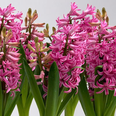 Hyazinthe rosa, vorgetrieben, Topf-Ø 9 cm, 9 Pflanzen