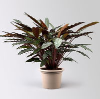 Calathea 'Wavestar', Topf-Ø 21 cm,  Höhe ca. 80-100 cm