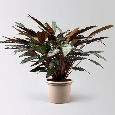 Calathea 'Wavestar', Topf-Ø 21 cm, Höhe ca. 80-100 cm Calathea 'Wavestar', Topf-Ø 21 cm, Höhe ca. 80-100 cm