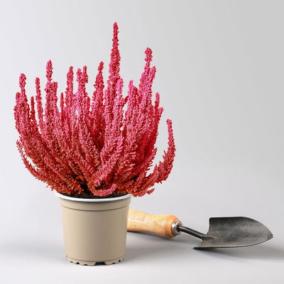 Besenheide SKYLINE®, rot gefärbt, Topf-Ø 11 cm, 6 Pflanzen Besenheide SKYLINE®, rot gefärbt, Topf-Ø 11 cm, 6 Pflanzen