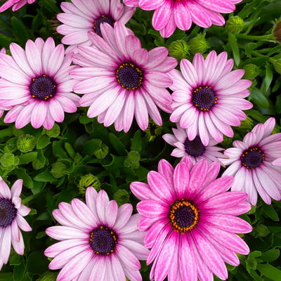 Kapkörbchen rosa, Topf-Ø 12 cm, 6er-Set