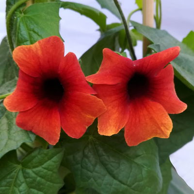 Schwarzäugige Susanne rot, Pyramide, Topf-Ø 17 cm, Höhe ca. 60 cm