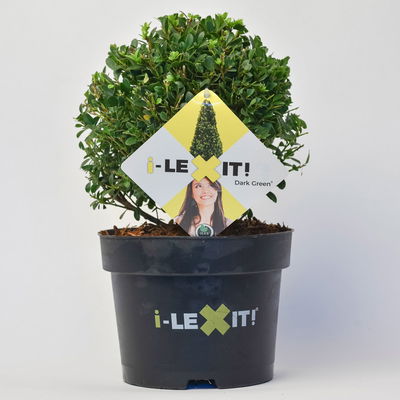Ilex crenata 'Dark Green®', Kugel mit ca. 20 cm Ø, Topf-Ø 19 cm Ilex crenata 'Dark Green®', Kugel mit ca. 20 cm Ø, Topf-Ø 19 cm