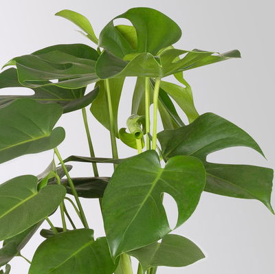 Monstera deliciosa, Topf-Ø 21 cm, Höhe ca. 50-70 cm Monstera deliciosa, Topf-Ø 21 cm, Höhe ca. 50-70 cm