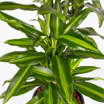 Duftender Drachenbaum 'Cintho', verzweigt, Topf-Ø 27 cm, Höhe ca. 120 cm Duftender Drachenbaum 'Cintho', verzweigt, Topf-Ø 27 cm, Höhe ca. 120 cm