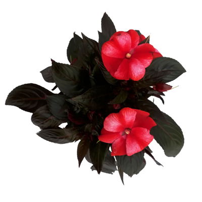 Edellieschen weiß-rot, Topf-Ø 12 cm, 6er-Set