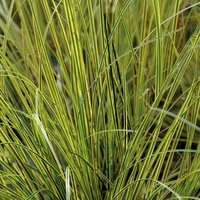 Bio Segge, grün-gelb, Topf-Ø 12 cm Bio Segge, grün-gelb, Topf-Ø 12 cm