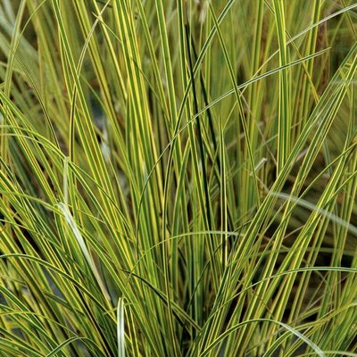 Bio Segge, grün-gelb, Topf-Ø 12 cm Bio Segge, grün-gelb, Topf-Ø 12 cm