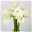 Blumenbund mit Amaryllis 'Mont Blanc', weiß, inkl. gratis Grußkarte