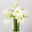 Blumenbund mit Amaryllis 'Mont Blanc', weiß, inkl. gratis Grußkarte Blumenbund mit Amaryllis 'Mont Blanc', weiß, inkl. gratis Grußkarte