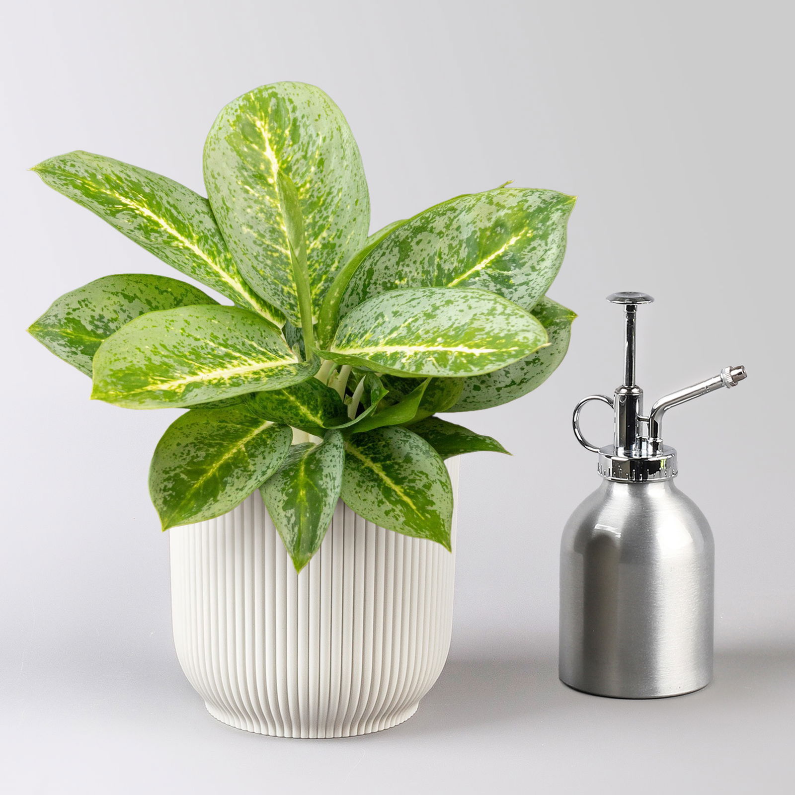 Aglaonema 'Lemon Mint', Topf-Ø 12 cm, Höhe ca. 35 cm, mit Übertopf Vibes weiß Aglaonema 'Lemon Mint', Topf-Ø 12 cm, Höhe ca. 35 cm, mit Übertopf Vibes weiß