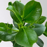 Balsamapfel 'Princess', Topf-Ø 17 cm, Höhe ca. 55 cm, inkl. Übertopf Byron