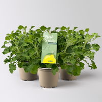 Duftgeranie 'Freshfruity® Lemon Fresh', Topf-Ø 12 cm, 3 Pflanzen