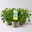 Duftgeranie 'Freshfruity® Lemon Fresh', Topf-Ø 12 cm, 3 Pflanzen Duftgeranie 'Freshfruity® Lemon Fresh', Topf-Ø 12 cm, 3 Pflanzen