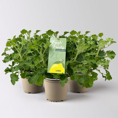 Duftgeranie 'Freshfruity® Lemon Fresh', Topf-Ø 12 cm, 3 Pflanzen