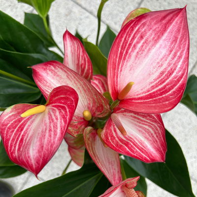 Flamingoblume 'LiviumRed' rot-weiß gestreift, Topf-Ø 17 cm