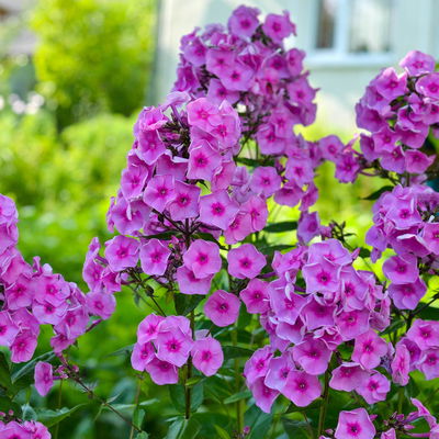 Bio Flammenblume 'Adessa® Rose Eye' rosa, Topf 11x11 cm, 3 Pflanzen