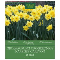 Großpackung Großkronige Narzissen Carlton gelb, 2 kg