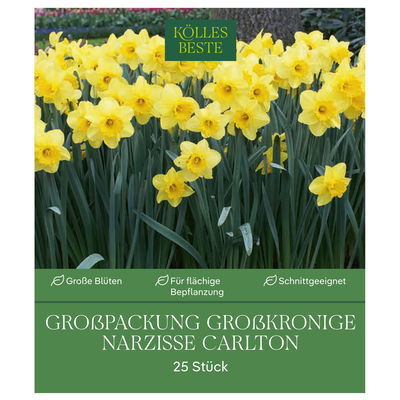 Großpackung Großkronige Narzissen Carlton gelb, 2 kg Großpackung Großkronige Narzissen Carlton gelb, 2 kg
