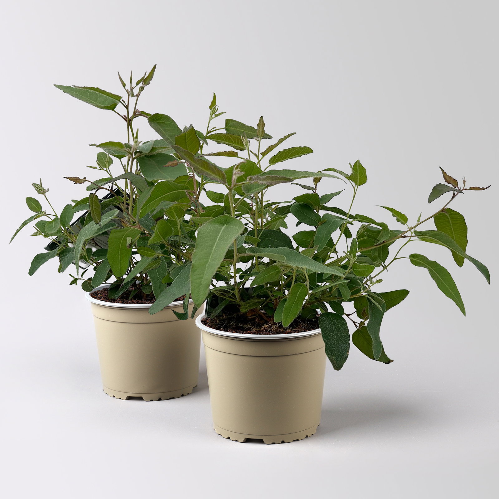 Zitronen-Eukalyptus, Busch, Topf-Ø 17 cm, 2 Pflanzen Zitronen-Eukalyptus, Busch, Topf-Ø 17 cm, 2 Pflanzen