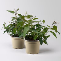 Zitronen-Eukalyptus, Busch, Topf-Ø 17 cm, 2 Pflanzen Zitronen-Eukalyptus, Busch, Topf-Ø 17 cm, 2 Pflanzen