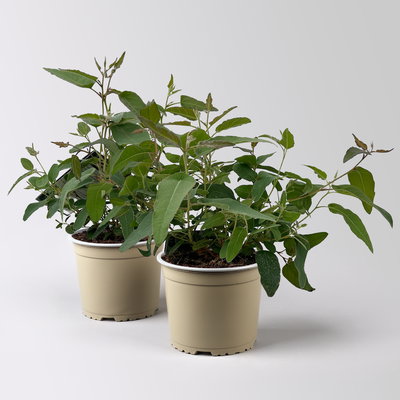 Zitronen-Eukalyptus, Busch, Topf-Ø 17 cm, 2 Pflanzen Zitronen-Eukalyptus, Busch, Topf-Ø 17 cm, 2 Pflanzen