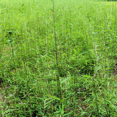 Schwarzrote Gartenbambus 'Jiuzhaigou 4 - Black Cherry', Topf 10 Liter, 2 Stück