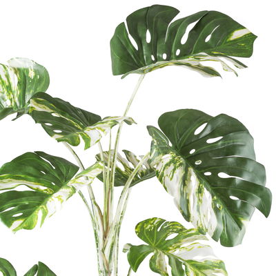Kunstpflanze Monstera deliciosa variegata, Höhe ca. 160 cm