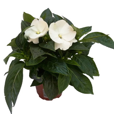 Edellieschen, weiß, Topf-Ø 13 cm, 6 Pflanzen