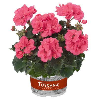 Geranie, lachs, stehend, Topf-Ø 13 cm, 6 Pflanzen Geranie, lachs, stehend, Topf-Ø 13 cm, 6 Pflanzen