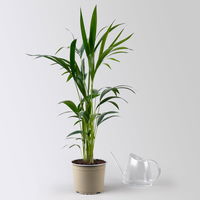 Kentiapalme, Topf-Ø 19 cm, Höhe ca. 90 cm
