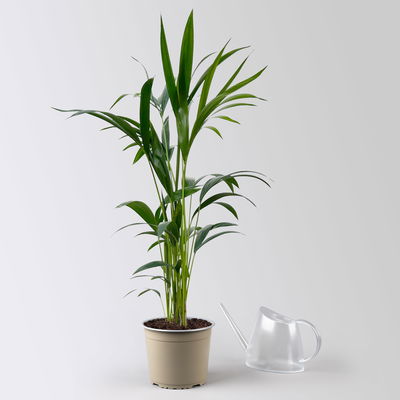 Kentiapalme, Topf-Ø 19 cm, Höhe ca. 90 cm Kentiapalme, Topf-Ø 19 cm, Höhe ca. 90 cm