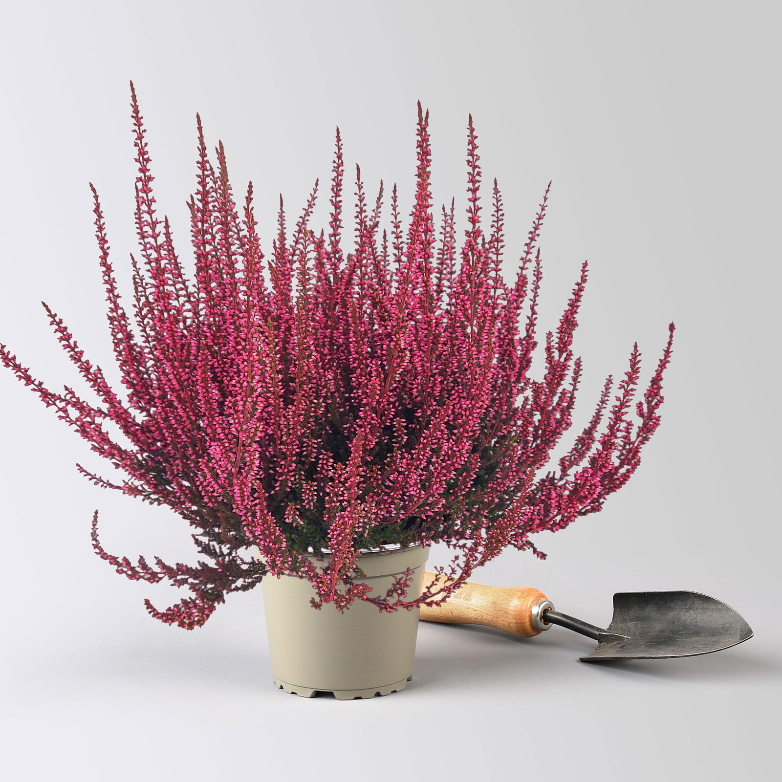 Knospenheide 'Picasso', rot gefärbt, Topf-Ø 12 cm, 6 Pflanzen