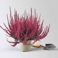 Knospenheide 'Picasso', rot gefärbt, Topf-Ø 12 cm, 6 Pflanzen