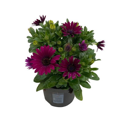 Kapkörbchen lila, Topf-Ø 12 cm, 6er-Set