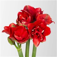Blumenbund Amaryllis 'Red Nymph', rot gefüllt, 3 Stiele, inkl. gratis Grußkarte
