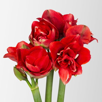3 rot gefüllte Amaryllis 'Red Nymph'