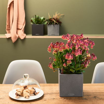 Lechuza 'Canto Stone 14', steingrau, ca. 14 x 14 x H 13,5 cm