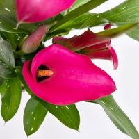Calla rosa, Topf-Ø 11 cm, Höhe ca. 27 cm, 2er-Set
