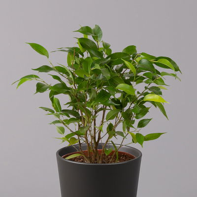 Birkenfeige 'Natasja' in Übertopf anthrazit, Topf 12cmØ, Höhe ca. 25cm, 2er-Set Birkenfeige 'Natasja' in Übertopf anthrazit, Topf 12cmØ, Höhe ca. 25cm, 2er-Set