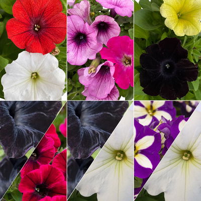 Hänge-Petunie 'Duo' zweifarbig, Topf-Ø 14 cm, 4er-Set