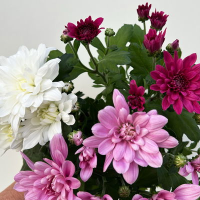 Chrysantheme Trio 'Sweet Melange', weiß-rosa-lila, Topf-Ø 12cm, 6 Pflanzen Chrysantheme Trio 'Sweet Melange', weiß-rosa-lila, Topf-Ø 12cm, 6 Pflanzen
