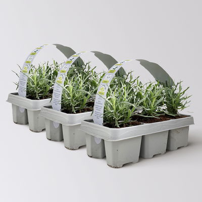 Lavendel, Ballen-Ø ca. 7 cm, 3x 6 Pflanzen im Tray